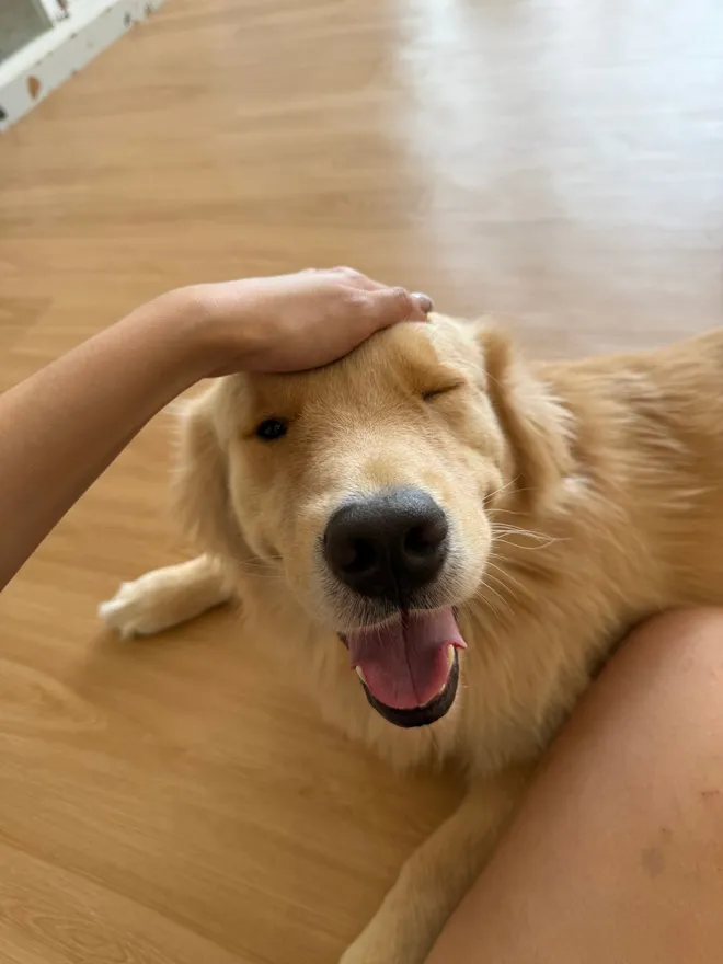 A golden retriever squinting happily during a head pat