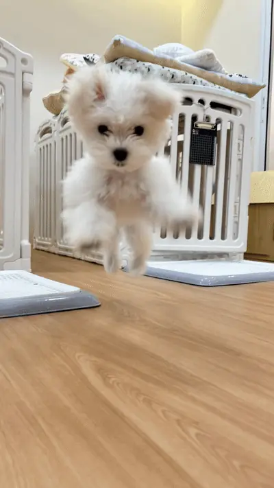 A little white dog leaping toward the camera