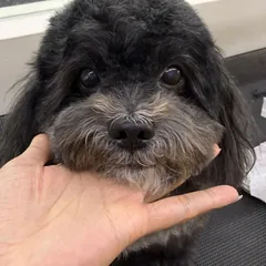 Jiro, our shop boss